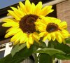 Sommer 083.jpg
