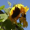 Sonne.JPG
