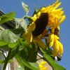 Sommer 088.JPG