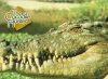 Steve Irwin13.jpg