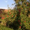 Herbst 007.JPG