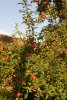 Herbst 008.JPG