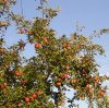 Herbst 009.JPG