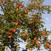 Herbst 010.JPG