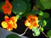 DSCN9578.ganz klein jpg.jpg