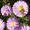 Herbst 029.JPG
