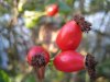 herbst4.JPG