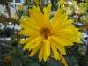 herbst5a.JPG