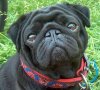 Arnie17.06.2006.2.jpg