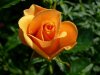 rose.JPG