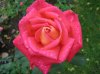 IMG_0509gr.JPG