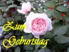 Schmetterlingsgarten 084 Kopie.JPG