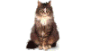 cat_45.gif