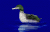 ente007.gif