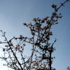 Winterpflaume 0001.JPG