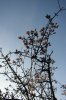 Winterpflaume 0002.JPG
