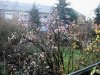 Winterpflaume 0005.JPG