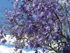 jacarandatree.JPG