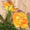 Februar 013 100X100.jpg