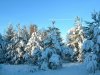 schneetannenDSCN5468.JPG