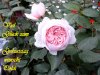Schmetterlingsgarten 084.JPG
