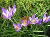 krokusse terasse 002 Kleine Webansicht.jpg
