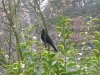 amsel 10 Kleine Webansicht.jpg
