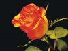 deep-red-rose.jpg