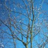 baum1.jpg