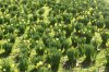 FrÃ¼hling 001.JPG