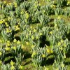 FrÃ¼hling 002.JPG