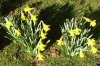 FrÃ¼hling 003.JPG