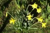FrÃ¼hling 004.JPG