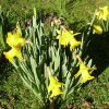 FrÃ¼hling 005.JPG