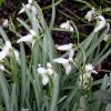 FrÃ¼hling 2007 003.JPG