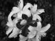 lilien 009.jpg