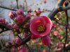 blumen11.jpg