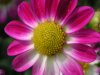 blumen15.jpg