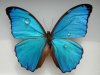 schmetterling.51208.jpg