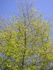 FrÃ¼hling 045.JPG