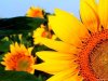 Flowers.jpg