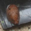 Schnecke%20002.JPG