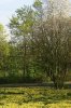 FrÃ¼hling 080.JPG