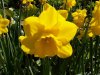 Osterblumen.JPG