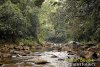 regen-wald-sinharaja--sinharaja-rain-forest.jpg