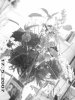 Mai 2007 044.jpg