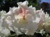 rhododendron2.jpg