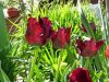DSCN6756.JPG