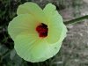 k-Blume3.jpg