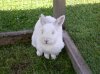 Hase.JPG